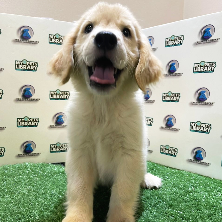 Golden Retriever Puppy (Female) For Sale
