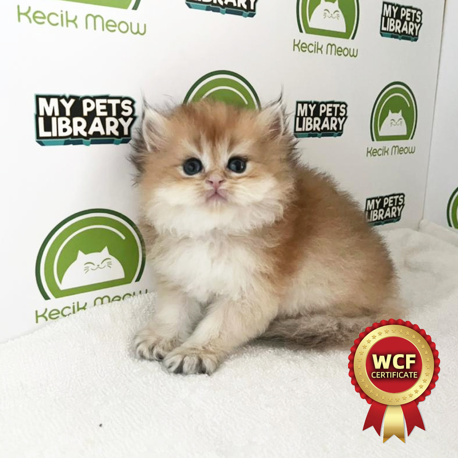 WCF British Longhair Kitten (Male) For Sale