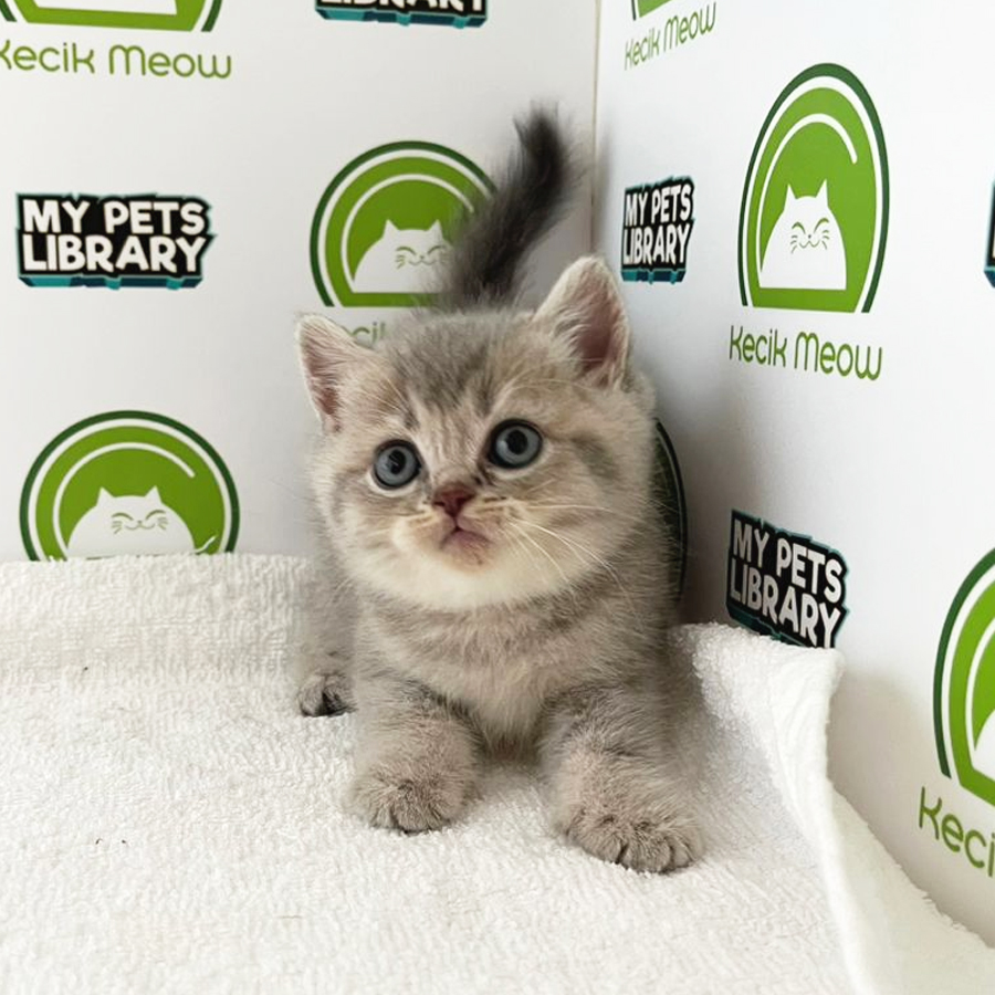 British Shorthair Kitten (Male) For Sale