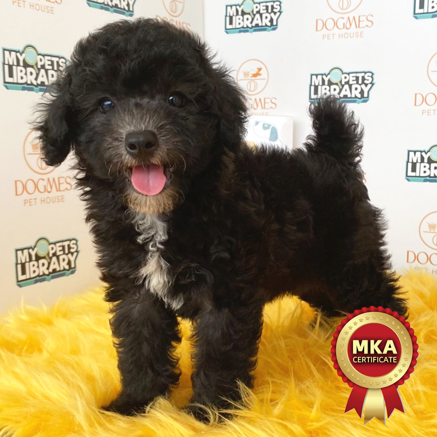 MKA Toy Poodle Puppy (Female) For Sale