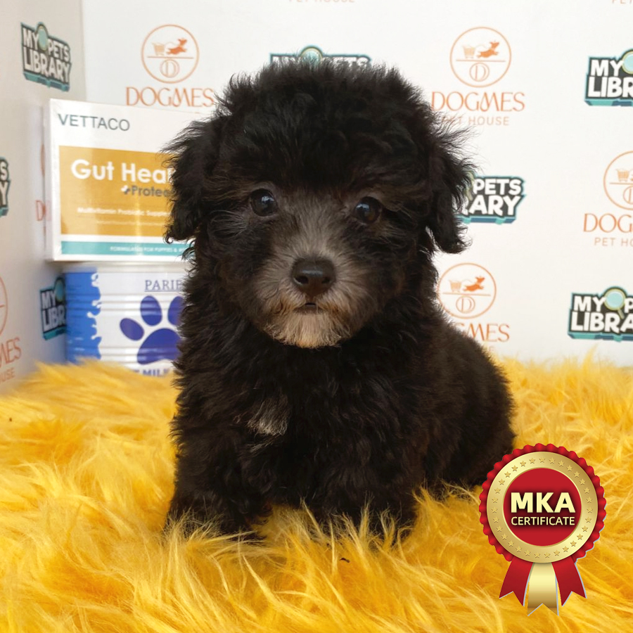 MKA Toy Poodle Puppy (Female) For Sale