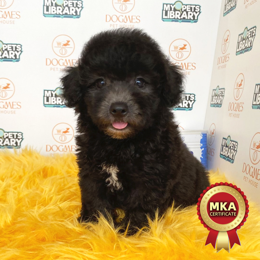 MKA Toy Poodle Puppy (Male) For Sale