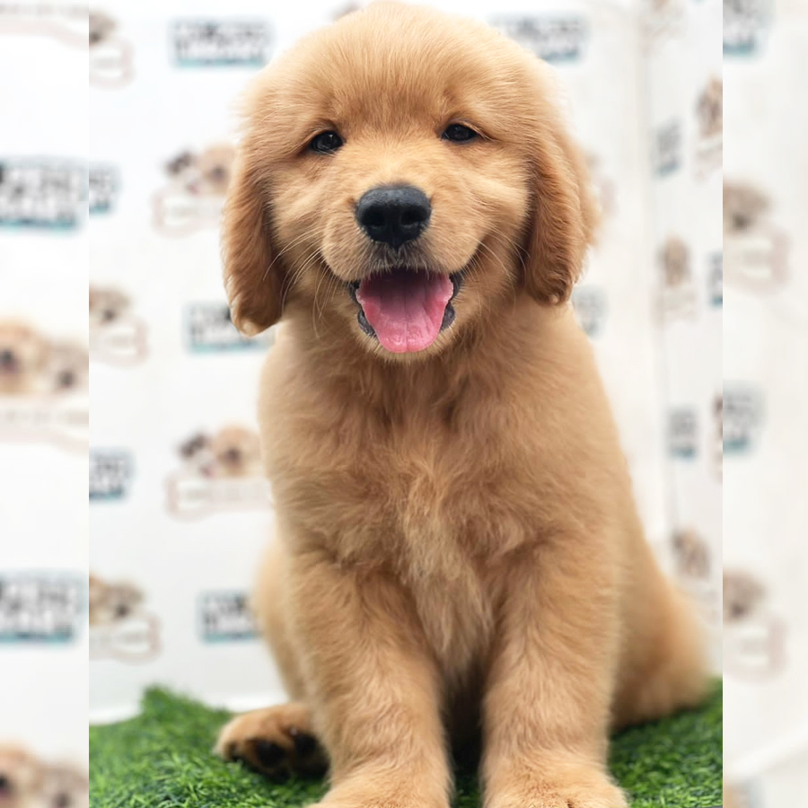 Golden Retriever Puppy (Male) For Sale