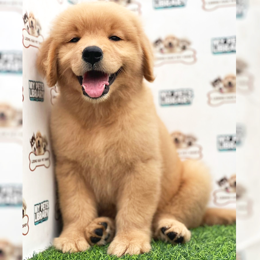 Golden Retriever Puppy (Female) For Sale