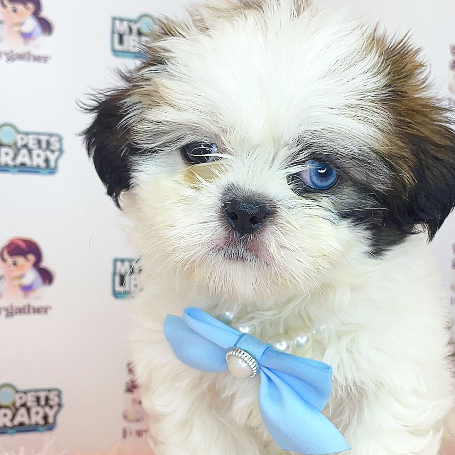 Shih Tzu Puppy (Male) For Sale