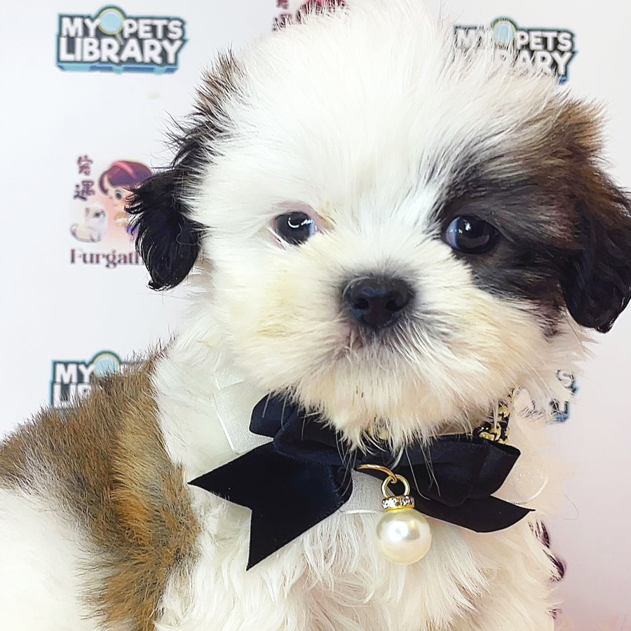 Shih Tzu Puppy (Female) For Sale