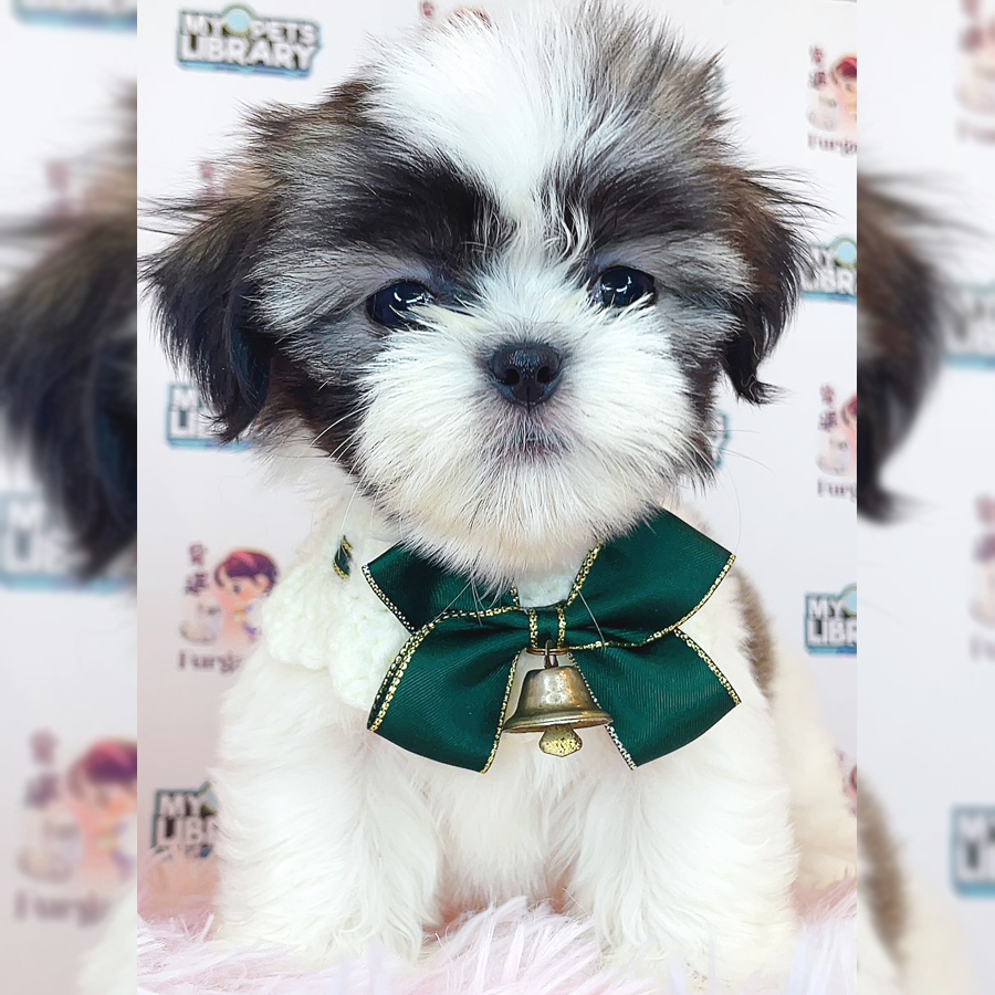 Shih Tzu Puppy (Female) For Sale