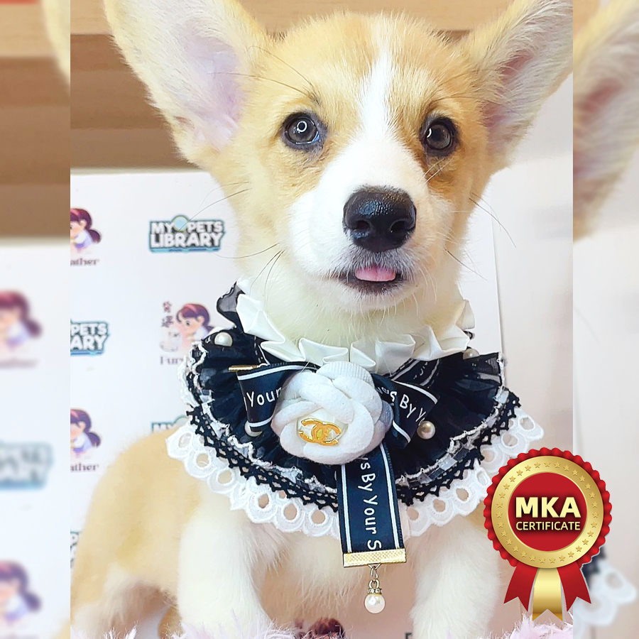 MKA Welsh Corgi Puppy (Female) For Sale