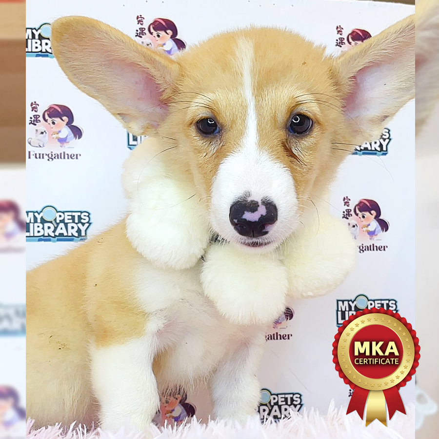 MKA Welsh Corgi Puppy (Female) For Sale