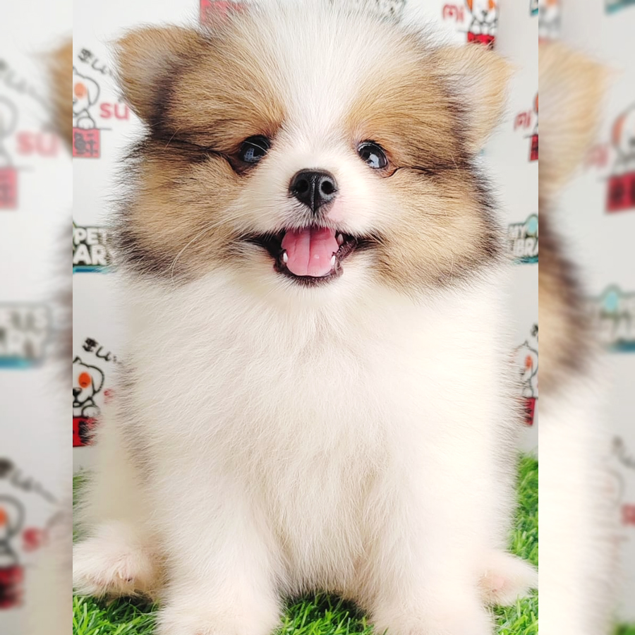 Pomeranian Puppy (Male) For Sale