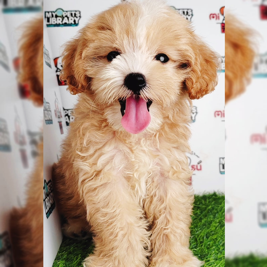 Tiny Poodle Puppy (Female) For Sale