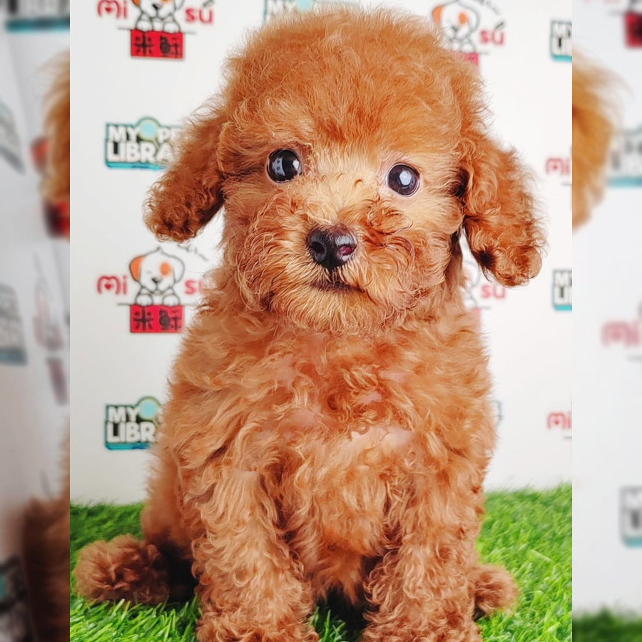 Toy Poodle Puppy (Female) For Sale