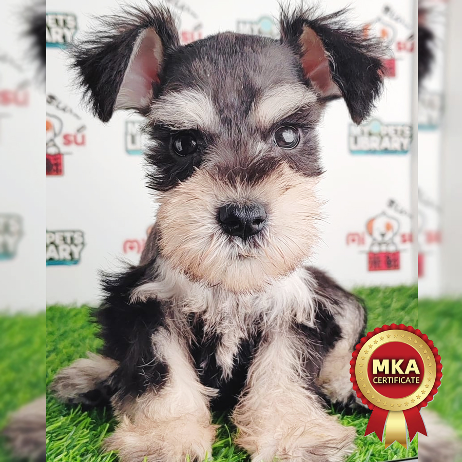 MKA Schnauzer Puppy (Male) For Sale