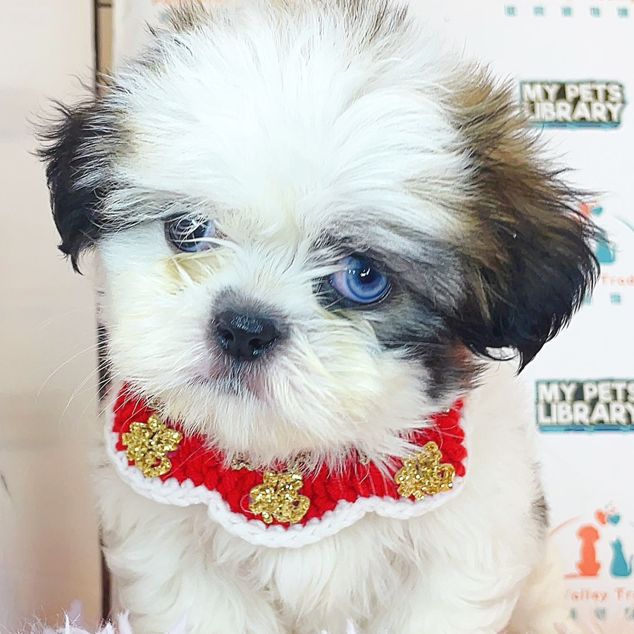 Shih Tzu Puppy (Male) For Sale