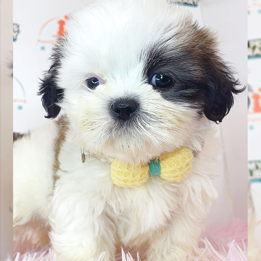 Shih Tzu Puppy (Female) For Sale