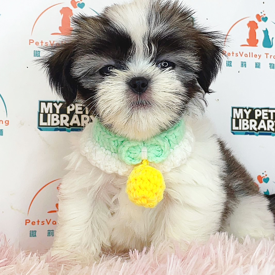 Shih Tzu Puppy (Female) For Sale