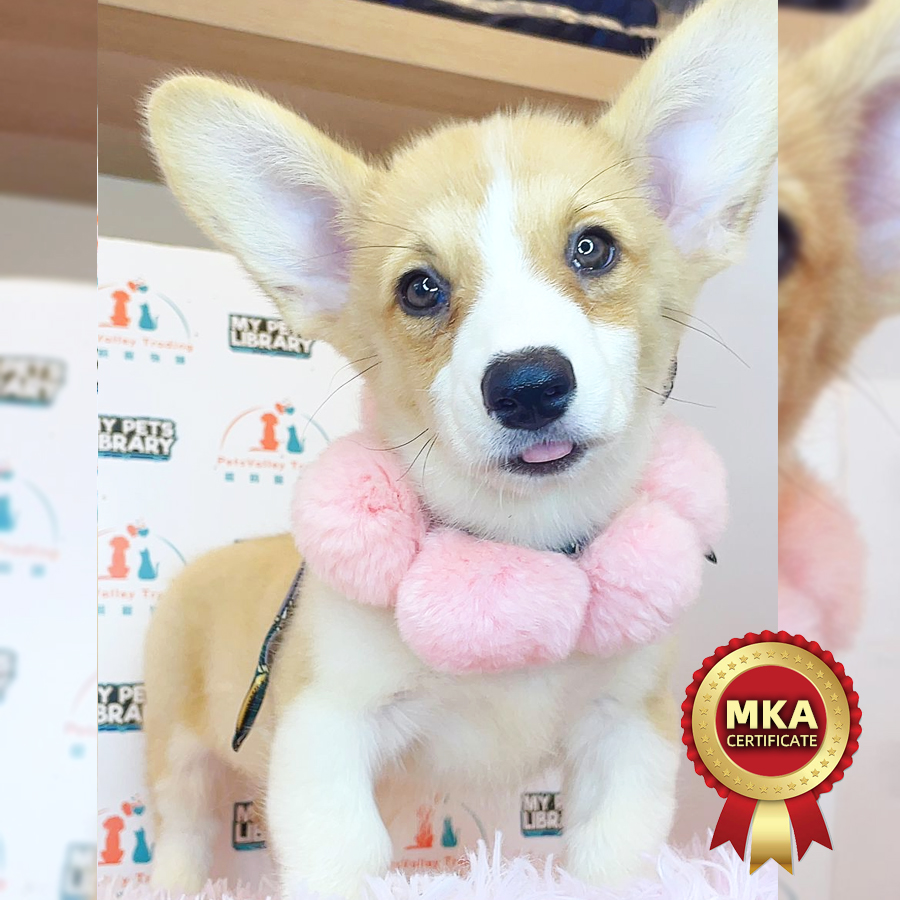 MKA Welsh Corgi Puppy (Female) For Sale