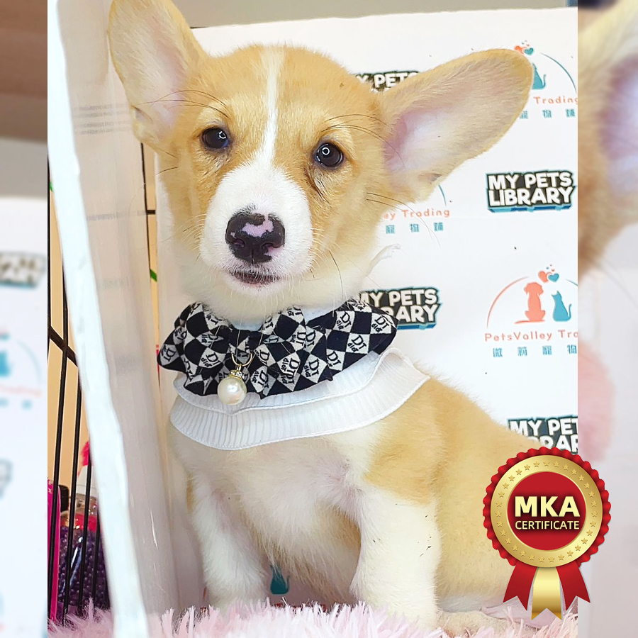 MKA Welsh Corgi Puppy (Female) For Sale