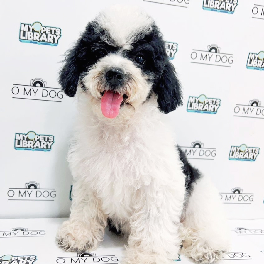 Toy Poodle Puppy (Female) For Sale