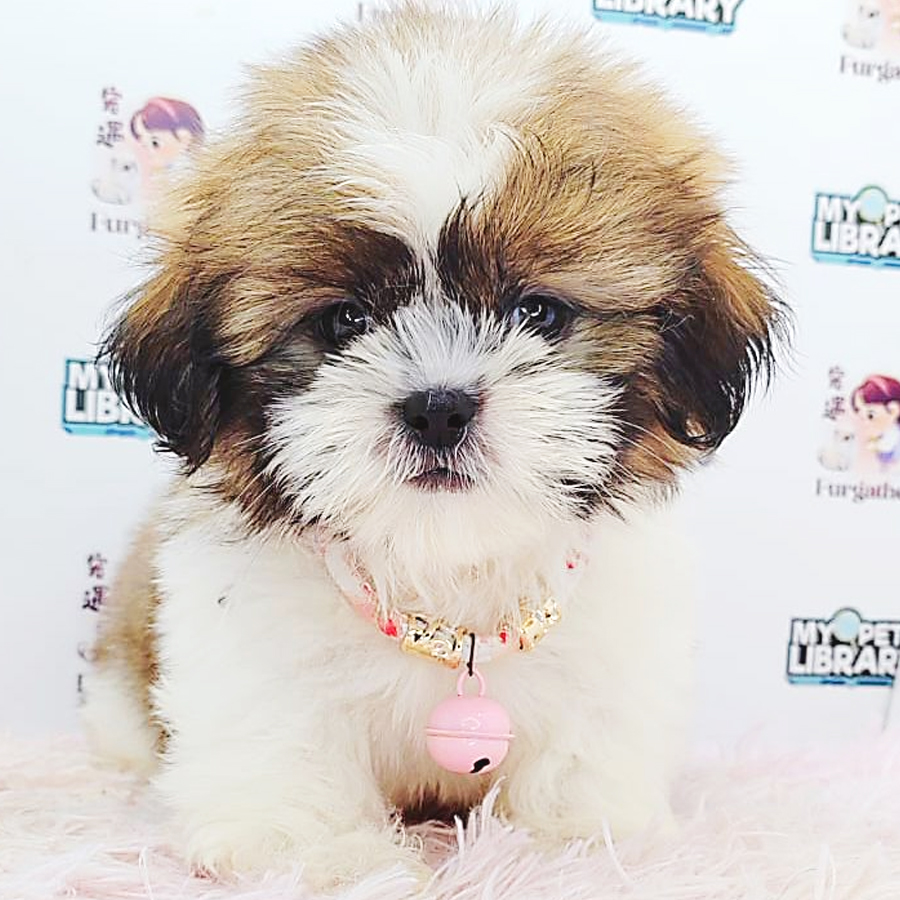 Shih Tzu Puppy (Male) For Sale