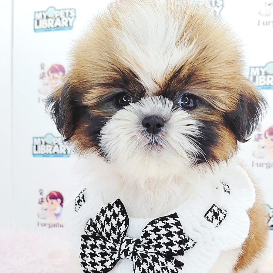 Shih Tzu Puppy (Male) For Sale
