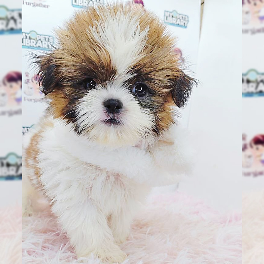 Shih Tzu Puppy (Female) For Sale