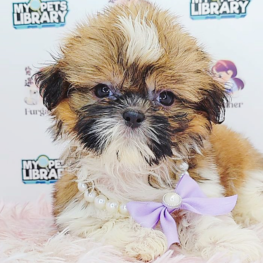 Shih Tzu Puppy (Male) For Sale