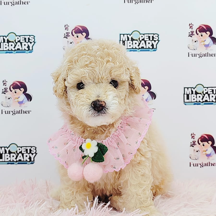 Toy Poodle Puppy (Male) For Sale