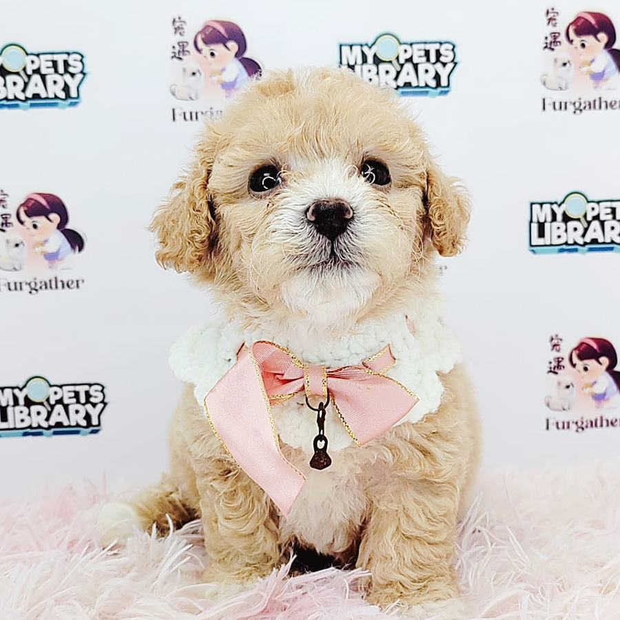 Toy Poodle Puppy (Male) For Sale