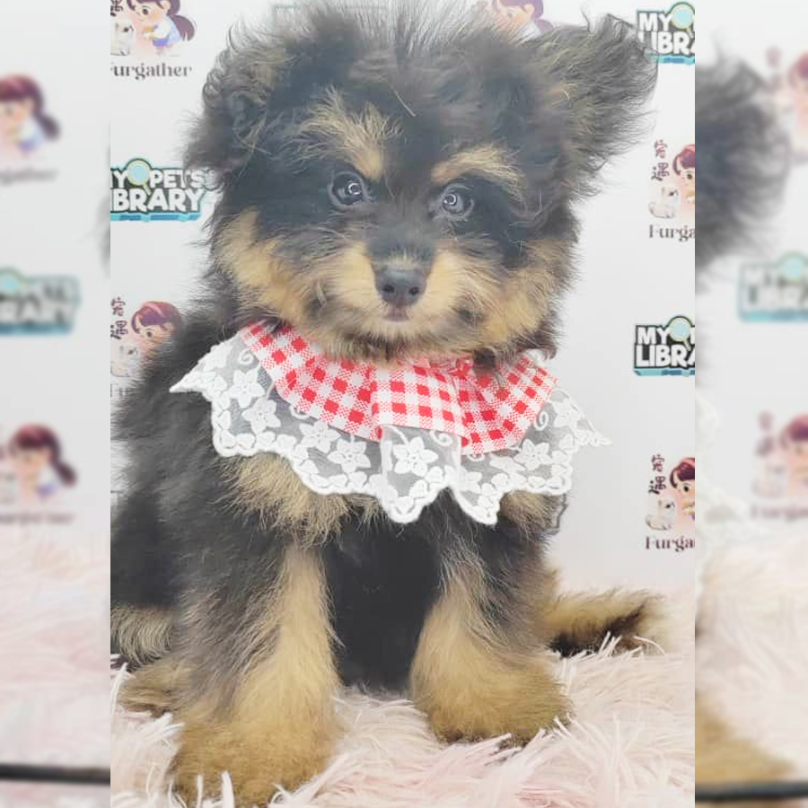 Pomsky Puppy (Female) For Sale