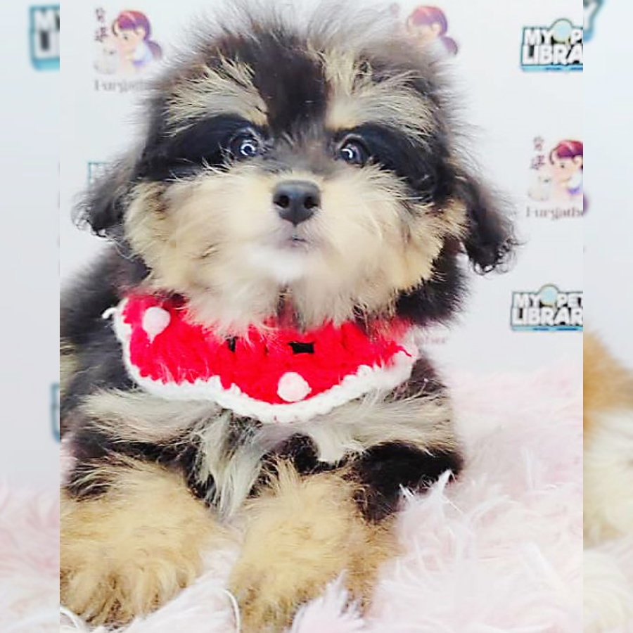 Pomsky Puppy (Female) For Sale