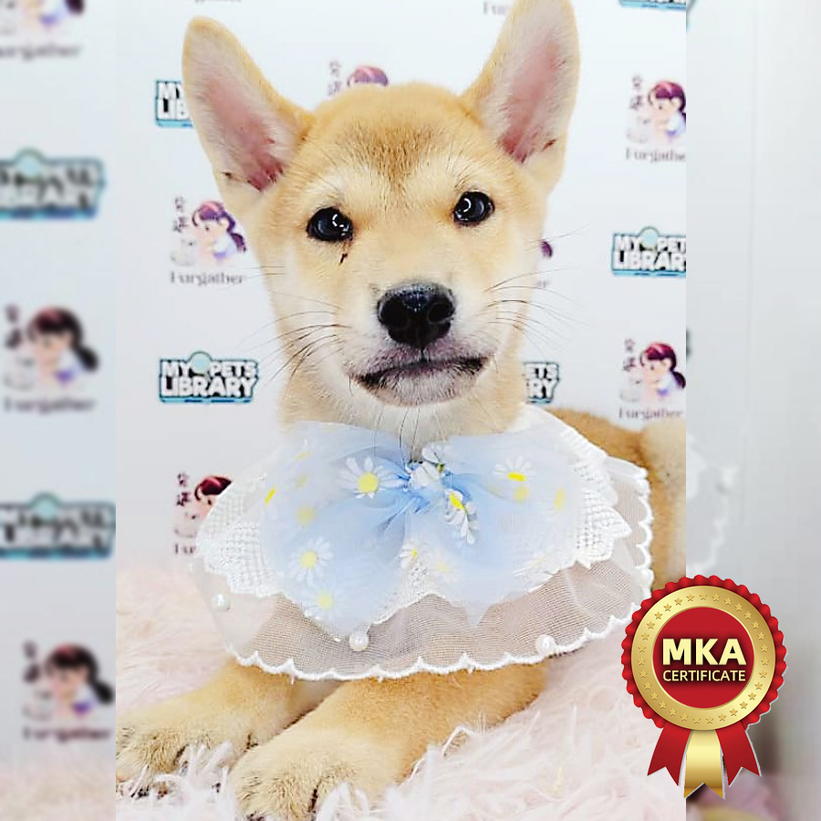 MKA Shiba Inu Puppy (Male) For Sale
