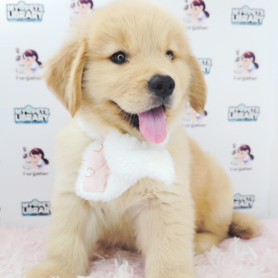 Golden Retriever Puppy (Female) For Sale