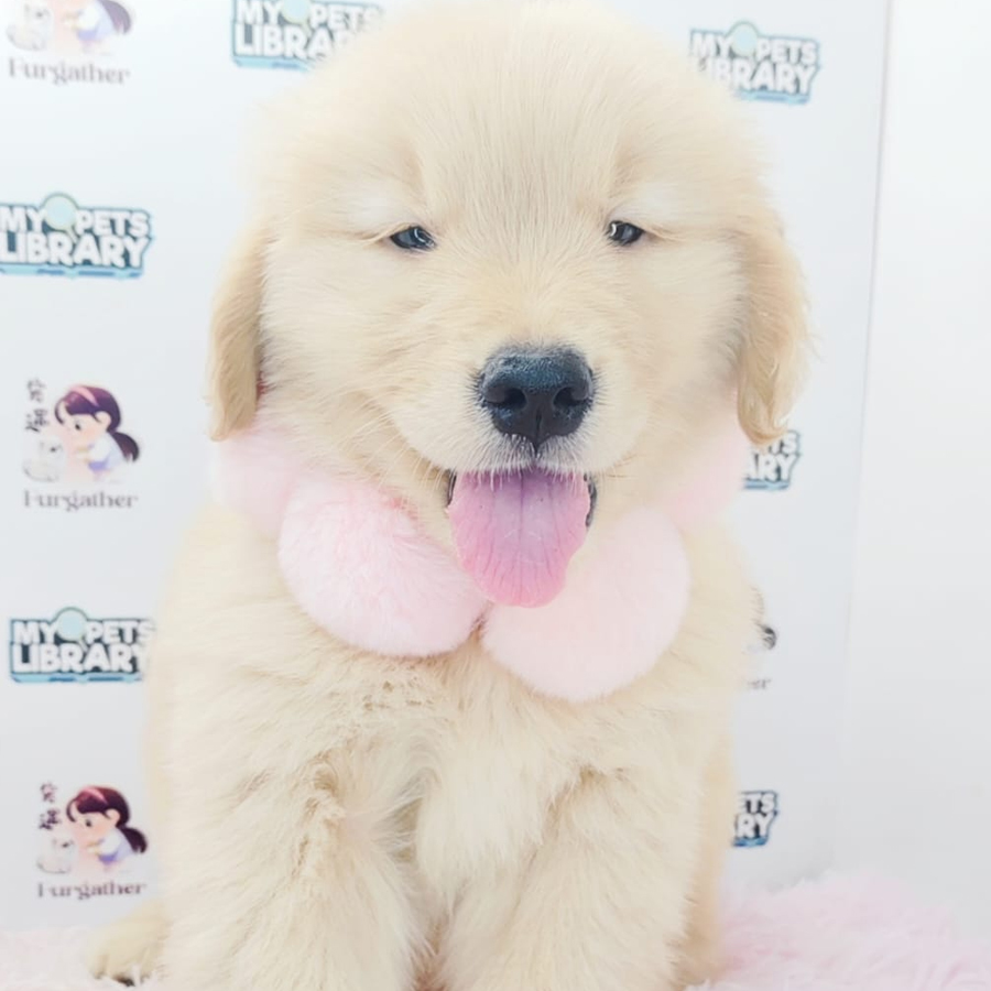 Golden Retriever Puppy (Female) For Sale