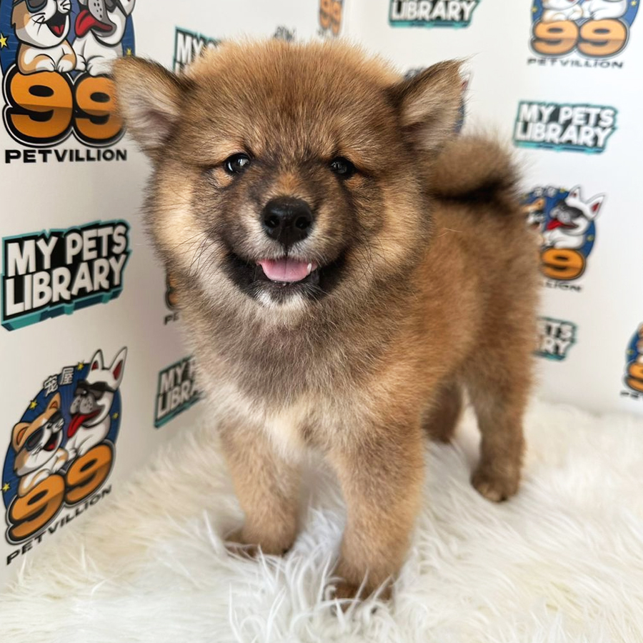 Shiba Inu Puppy (Male) For Sale