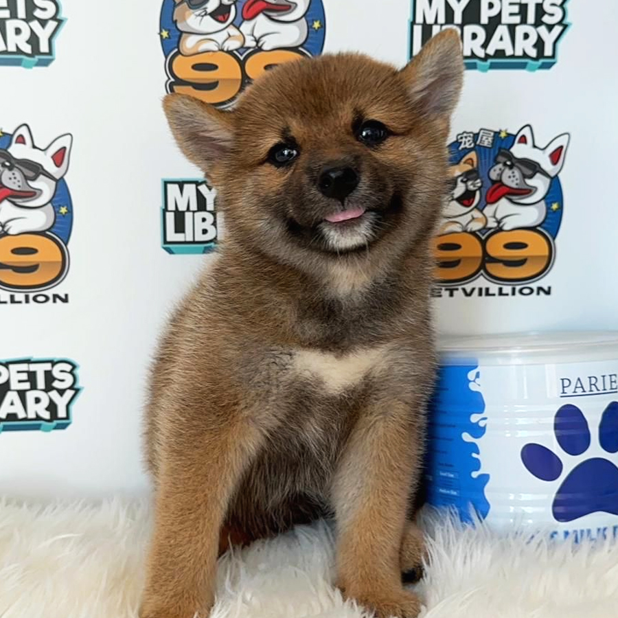 Shiba Inu Puppy (Female) For Sale