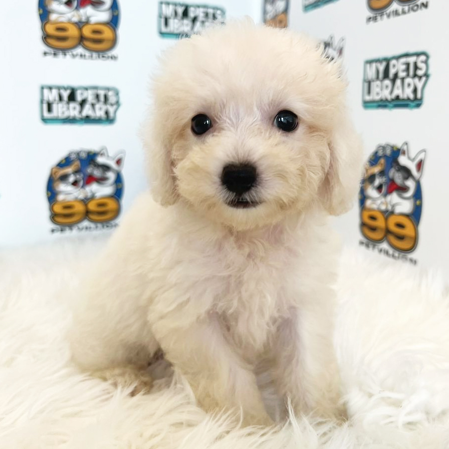 Maltipoo Puppy (Male) For Sale