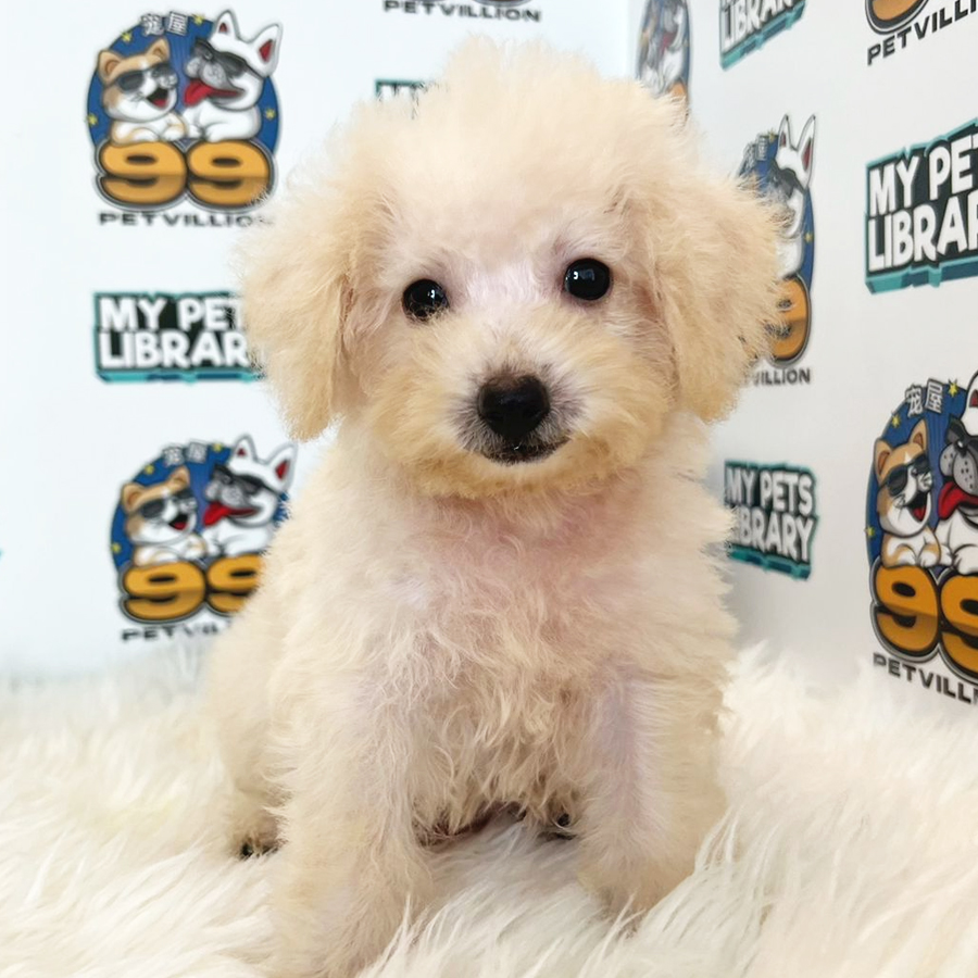 Maltipoo Puppy (Male) For Sale