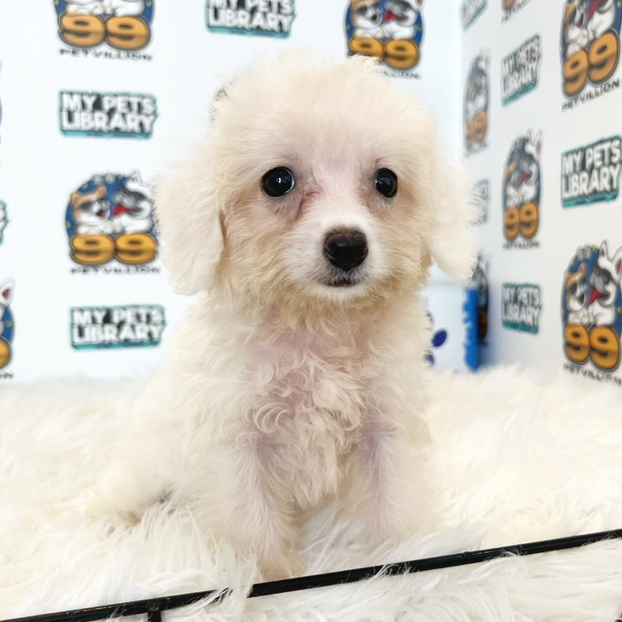 Maltipoo Puppy (Female) For Sale