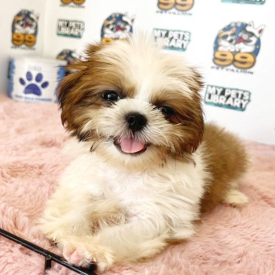 Shih Tzu Puppy (Male) For Sale