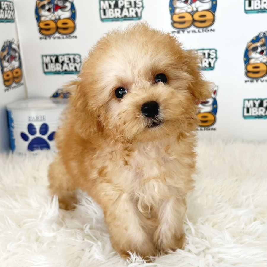 Toy Poodle Puppy (Female) For Sale