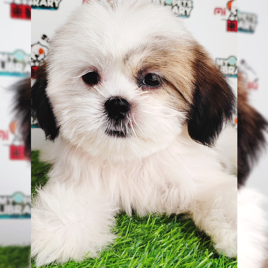 Shih Tzu Puppy (Female) For Sale