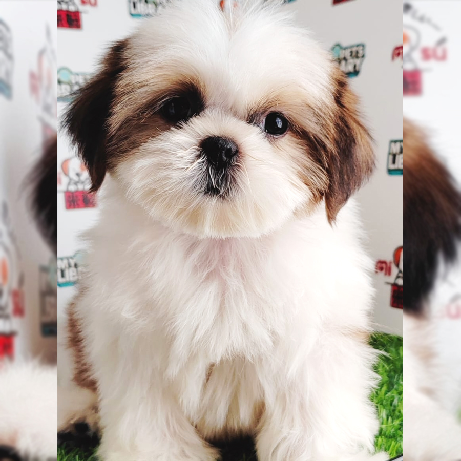 Shih Tzu Puppy (Female) For Sale