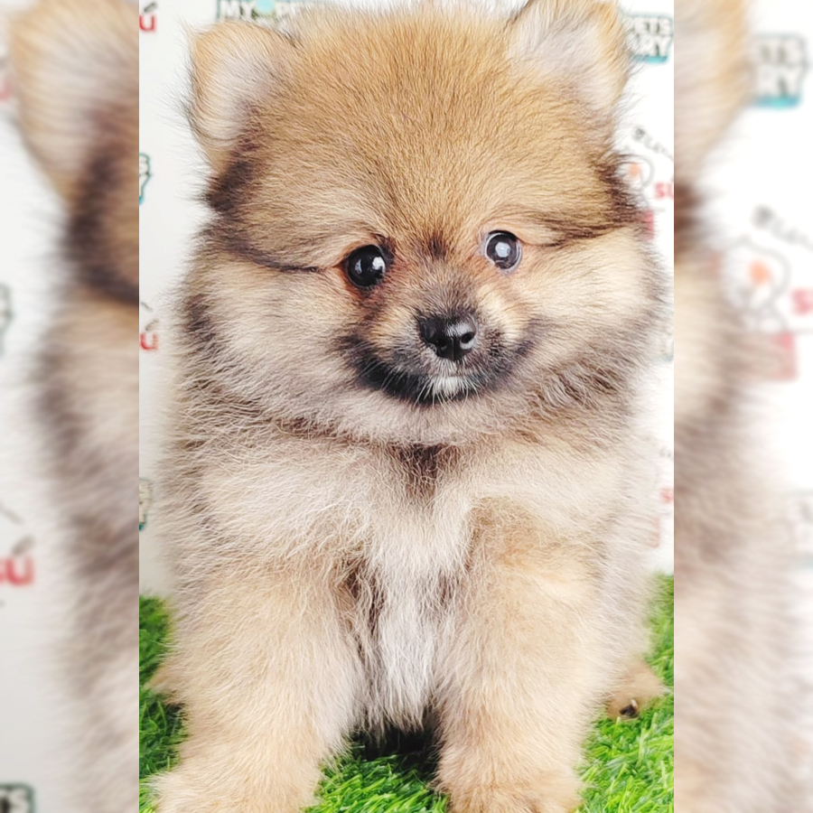 Pomeranian Puppy (Female) For Sale