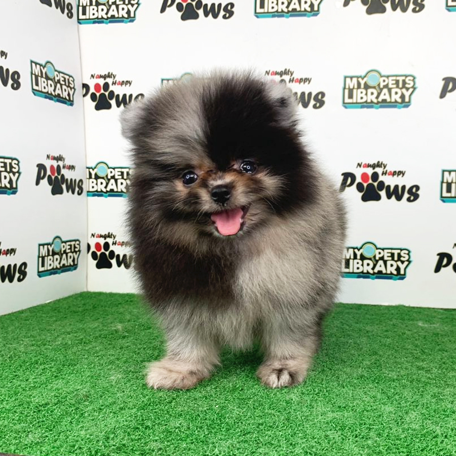 Pomeranian Puppy (Female) For Sale