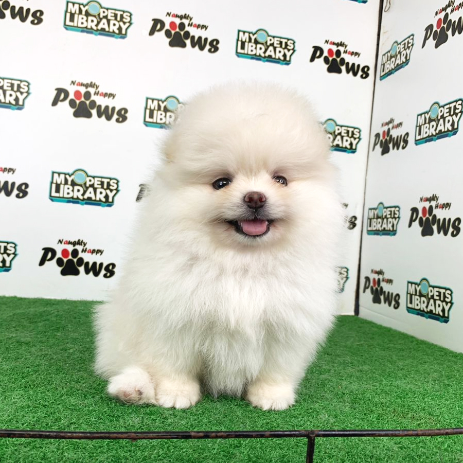 Pomeranian Puppy (Female) For Sale