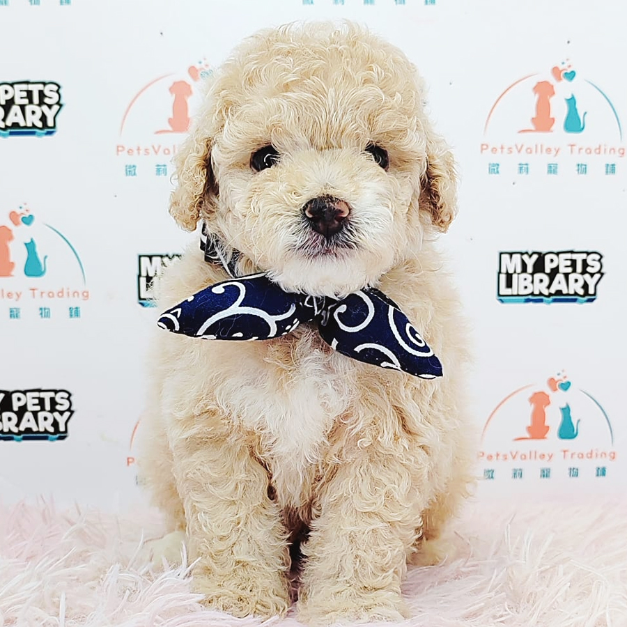 Toy Poodle Puppy (Male) For Sale