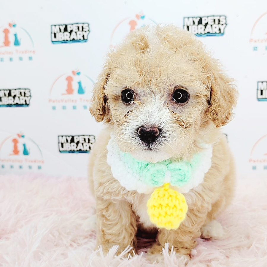 Toy Poodle Puppy (Male) For Sale