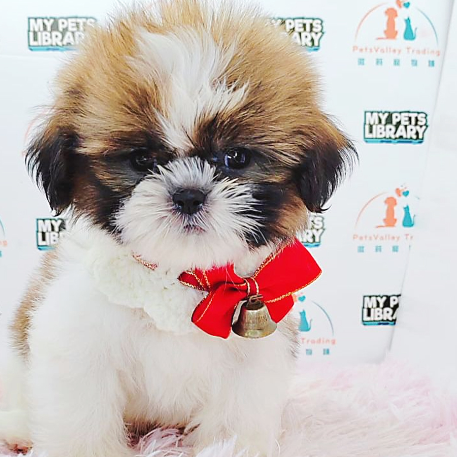 Shih Tzu Puppy (Male) For Sale