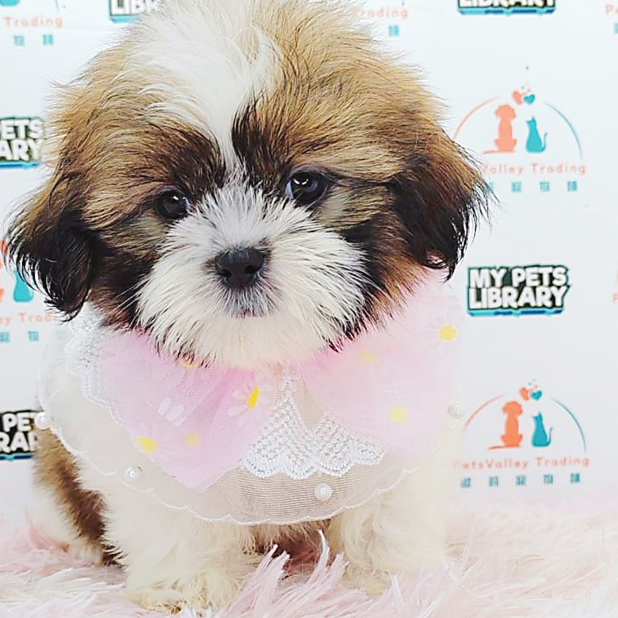 Shih Tzu Puppy (Male) For Sale